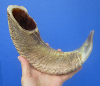 16-1/2 inches Polished Rams Horn Shofar, Sheep Horn Shofar, Viking War Horn - Buy this one for $34.99