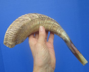 16-1/2 inches Polished Rams Horn Shofar, Sheep Horn Shofar, Viking War Horn - Buy this one for $34.99