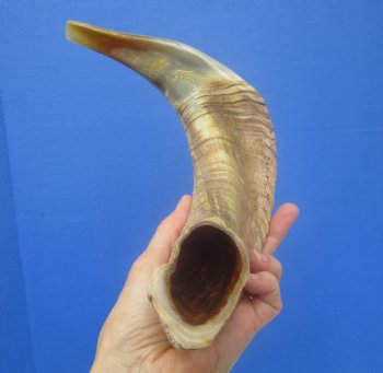 16-1/2 inches Polished Rams Horn Shofar, Sheep Horn Shofar, Viking War Horn - Buy this one for $34.99