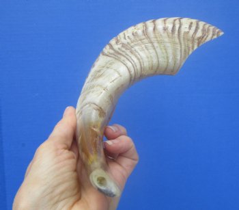 14-1/2 inches Polished Rams Horn Shofar, Sheep Horn Shofar, Viking War Horn - Buy this one for $34.99