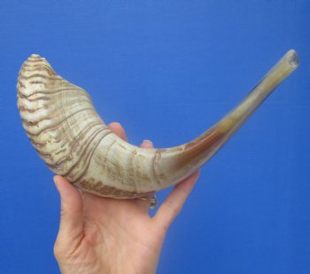 14-1/2 inches Polished Rams Horn Shofar, Sheep Horn Shofar, Viking War Horn - Buy this one for $34.99