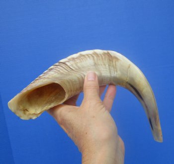 14-1/2 inches Polished Rams Horn Shofar, Sheep Horn Shofar, Viking War Horn - Buy this one for $34.99