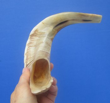 14-1/2 inches Polished Rams Horn Shofar, Sheep Horn Shofar, Viking War Horn - Buy this one for $34.99