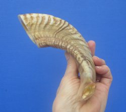 14-1/4 inches Polished Rams Horn Shofar, Sheep Horn Shofar, Viking War Horn - Buy this one for $34.99