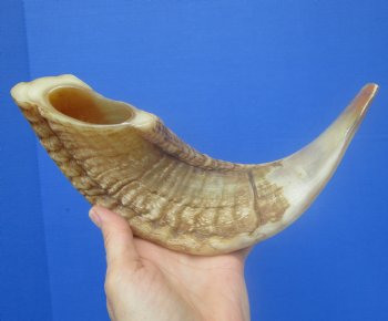 14-1/4 inches Polished Rams Horn Shofar, Sheep Horn Shofar, Viking War Horn - Buy this one for $34.99