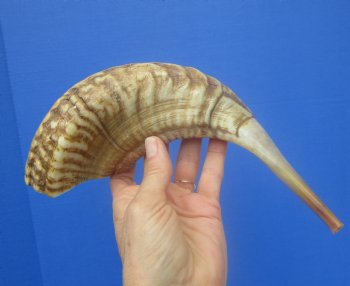 14-1/4 inches Polished Rams Horn Shofar, Sheep Horn Shofar, Viking War Horn - Buy this one for $34.99