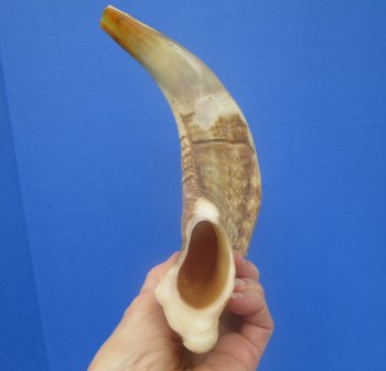 14-1/4 inches Polished Rams Horn Shofar, Sheep Horn Shofar, Viking War Horn - Buy this one for $34.99