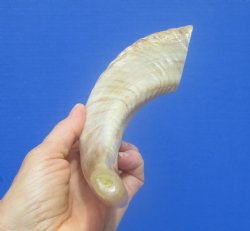 13-1/2 inches Polished Rams Horn Shofar, Sheep Horn Shofar, Viking War Horn - Buy this one for $34.99