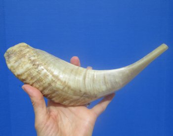 13-1/2 inches Polished Rams Horn Shofar, Sheep Horn Shofar, Viking War Horn - Buy this one for $34.99