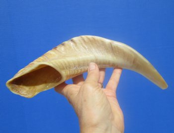 13-1/2 inches Polished Rams Horn Shofar, Sheep Horn Shofar, Viking War Horn - Buy this one for $34.99