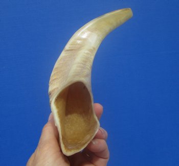 13-1/2 inches Polished Rams Horn Shofar, Sheep Horn Shofar, Viking War Horn - Buy this one for $34.99