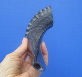 12-1/2 inches Polished Ram's Horn Shofar, Sheep Horn Shofar, War Horn -  Buy this one for $14.99