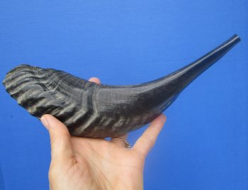 12-1/2 inches Polished Ram's Horn Shofar, Sheep Horn Shofar, War Horn -  Buy this one for $14.99