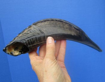 12-1/2 inches Polished Ram's Horn Shofar, Sheep Horn Shofar, War Horn -  Buy this one for $14.99