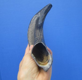 12-1/2 inches Polished Ram's Horn Shofar, Sheep Horn Shofar, War Horn -  Buy this one for $14.99