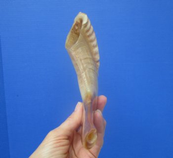 13-1/2 inches Polished Rams Horn Shofar, Sheep Horn Shofar, Viking War Horn - Buy this one for $34.99