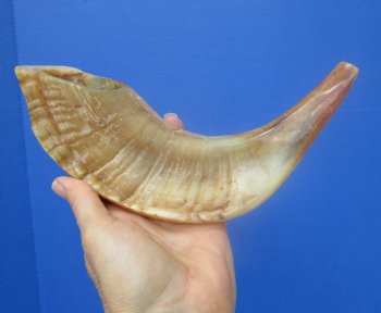 13-1/2 inches Polished Rams Horn Shofar, Sheep Horn Shofar, Viking War Horn - Buy this one for $34.99