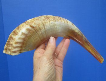 13-1/2 inches Polished Rams Horn Shofar, Sheep Horn Shofar, Viking War Horn - Buy this one for $34.99