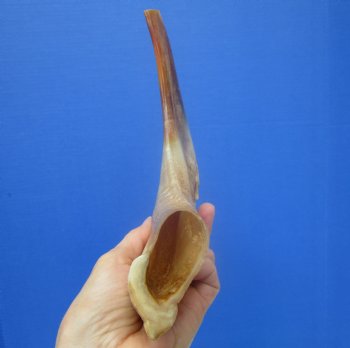 13-1/2 inches Polished Rams Horn Shofar, Sheep Horn Shofar, Viking War Horn - Buy this one for $34.99