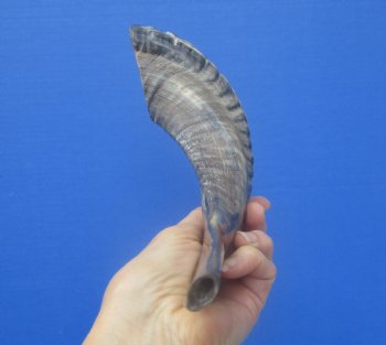 14-3/4 inches Polished Rams Horn Shofar, Sheep Horn Shofar, Viking War Horn - Buy this one for $34.99