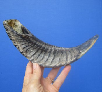 14-3/4 inches Polished Rams Horn Shofar, Sheep Horn Shofar, Viking War Horn - Buy this one for $34.99