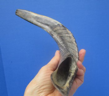 14-3/4 inches Polished Rams Horn Shofar, Sheep Horn Shofar, Viking War Horn - Buy this one for $34.99