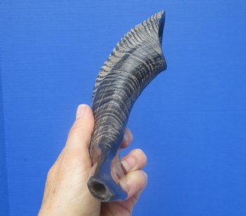 13-1/2 inches Polished Rams Horn Shofar, Sheep Horn Shofar, Viking War Horn - Buy this one for $34.99