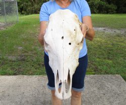 18-1/2 inches Authentic Cow Skull, Grade B for Sale  - Buy this one for $37.99