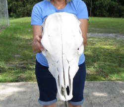 18 inches Cow Skull for Sale, Grade B - Buy this one for $37.99