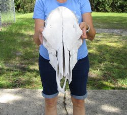 17 inches Cow Skull for Sale Grade B, (damaged nose tip) - Buy this one for $32.99