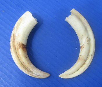 Two Small Warthog Tusks for Carving Ivory, 5-1/2 inches, 2.8 ounces - Buy these 2 for $10 each