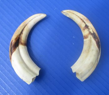 Two Small Warthog Tusks for Carving Ivory, 5-1/2 inches, 2.8 ounces - Buy these 2 for $10 each