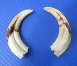 Two Small Warthog Tusks for Carving Ivory, 5-1/2 inches, 2.8 ounces - Buy these 2 for $10 each