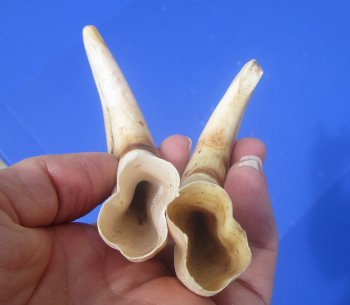 Two Small Warthog Tusks for Carving Ivory, 5-1/2 inches, 2.8 ounces - Buy these 2 for $10 each