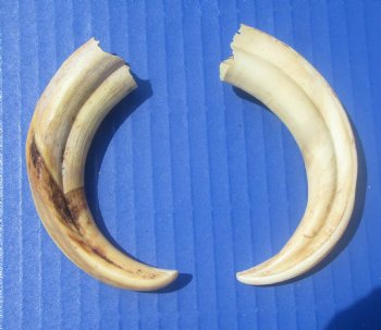 Two Small Warthog Tusks for Carving Ivory, 4-7/8 and 5 inches, 1.7 ounces - Buy these 2 for $10 each