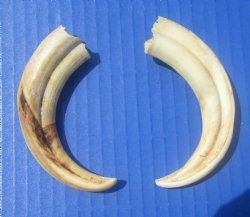 Two Small Warthog Tusks for Carving Ivory, 4-7/8 and 5 inches, 1.7 ounces - Buy these 2 for $10 each