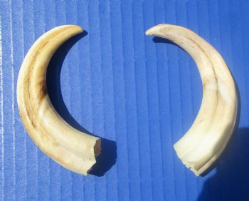 Two Small Warthog Tusks for Carving Ivory, 4-7/8 and 5 inches, 1.7 ounces - Buy these 2 for $10 each