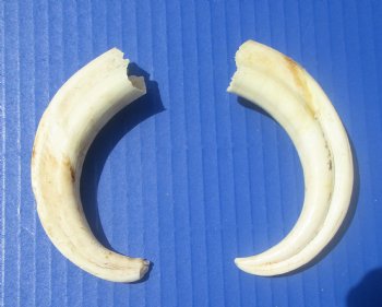 Two Small Warthog Tusks for Carving Ivory, 5-3/4 and 5-3/8 inches, 2.4 ounces - Buy these 2 for $10 each