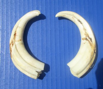 Two Small Warthog Tusks for Carving Ivory, 5-3/4 and 5-3/8 inches, 2.4 ounces - Buy these 2 for $10 each