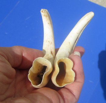 Two Small Warthog Tusks for Carving Ivory, 5-3/4 and 5-3/8 inches, 2.4 ounces - Buy these 2 for $10 each