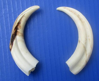 Two Small Warthog Tusks for Carving Ivory, 5 inches, 2 ounces - Buy these 2 for $10 each