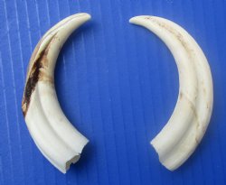 Two Small Warthog Tusks for Carving Ivory, 5 inches, 2 ounces - Buy these 2 for $10 each