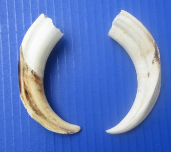 Two Small Warthog Tusks for Carving Ivory, 5 inches, 2 ounces - Buy these 2 for $10 each