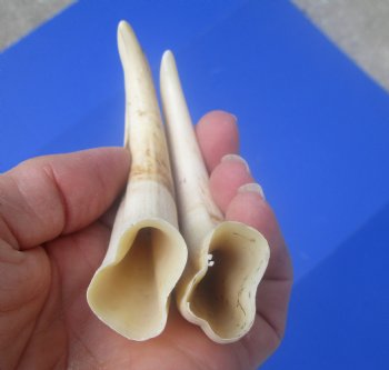 Two Small Warthog Tusks for Carving Ivory, 5 inches, 2 ounces - Buy these 2 for $10 each