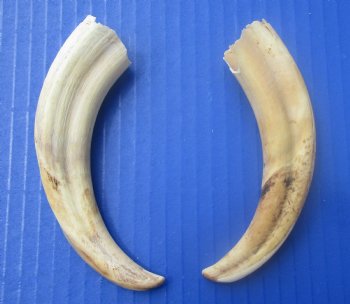 Two Small Warthog Tusks for Carving Ivory, 5-3/4 and 5-3/8 inches, 2.3 ounces - Buy these 2 for $10 each