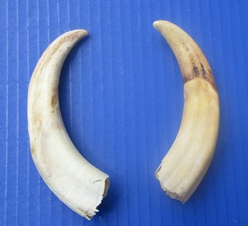 Two Small Warthog Tusks for Carving Ivory, 5-3/4 and 5-3/8 inches, 2.3 ounces - Buy these 2 for $10 each