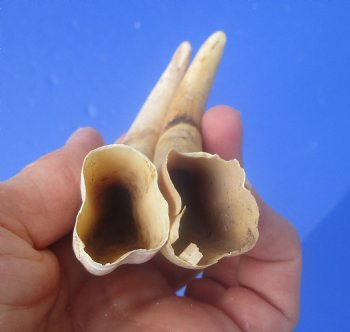 Two Small Warthog Tusks for Carving Ivory, 5-3/4 and 5-3/8 inches, 2.3 ounces - Buy these 2 for $10 each