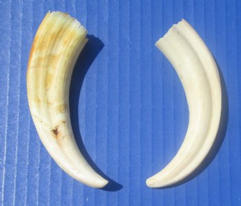 Two Small Warthog Tusks for Carving Ivory, 5 inches, 2.1 ounces - Buy these 2 for $10 each