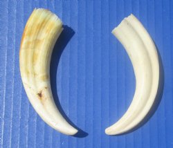 Two Small Warthog Tusks for Carving Ivory, 5 inches, 2.1 ounces - Buy these 2 for $10 each