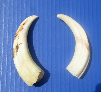 Two Small Warthog Tusks for Carving Ivory, 5 inches, 2.1 ounces - Buy these 2 for $10 each